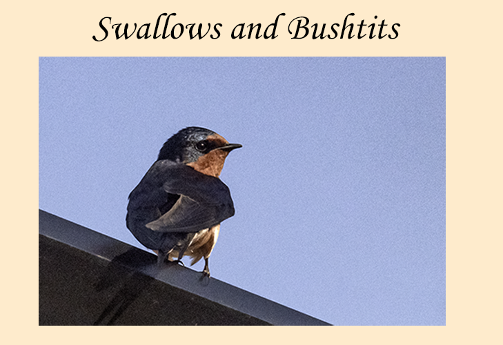 Swallows and Bushtits
